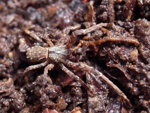 Borboropactus sp.