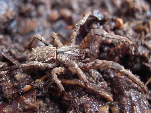 Borboropactus sp.
