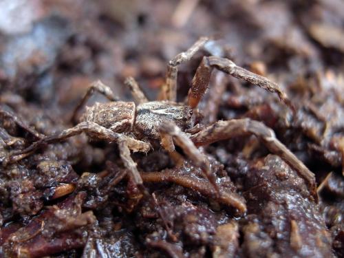 Borboropactus sp.