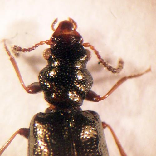 Réf. 153 167 : Rabocerus foveolatus