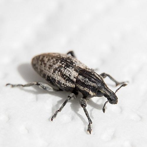 Pseudocleonus cinereus