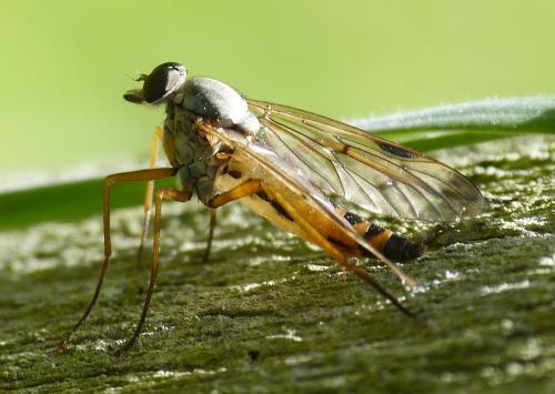 Réf. 153 273 : Rhagio scolopaceus