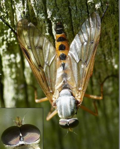 Réf. 153 272 : Rhagio scolopaceus