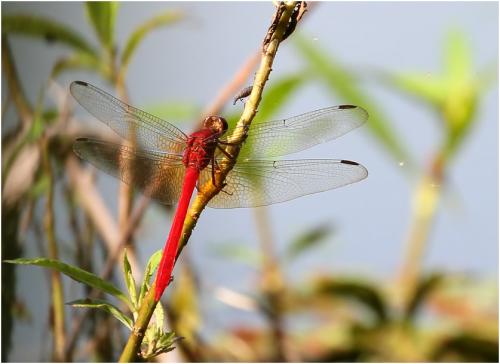 Réf. 153 633 : Rhodopygia cardinalis