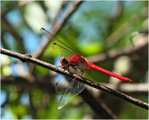 Rhodopygia cardinalis