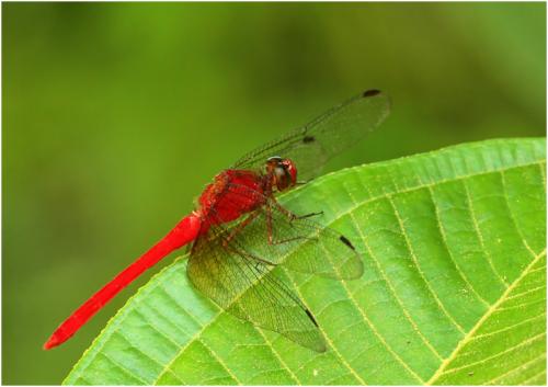 Rhodopygia cardinalis