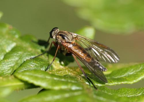 Réf. 153 208 : Rhagio annulatus