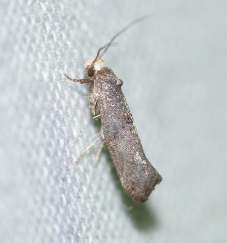 Réf. 153 184 : Swammerdamia pyrella