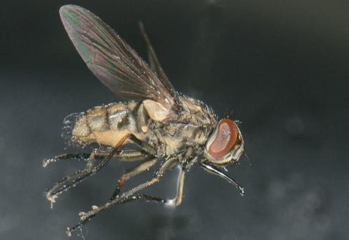 Réf. 153 870 : Stomoxys calcitrans