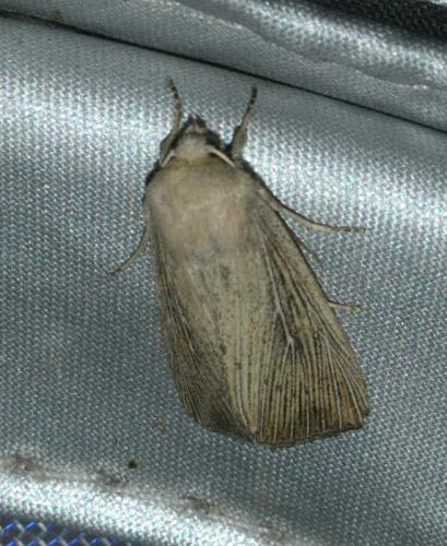 Leucania obsoleta