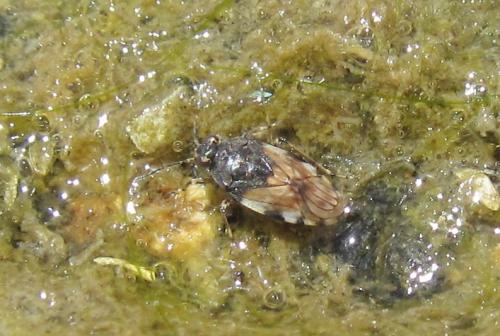 Saldula arenicola