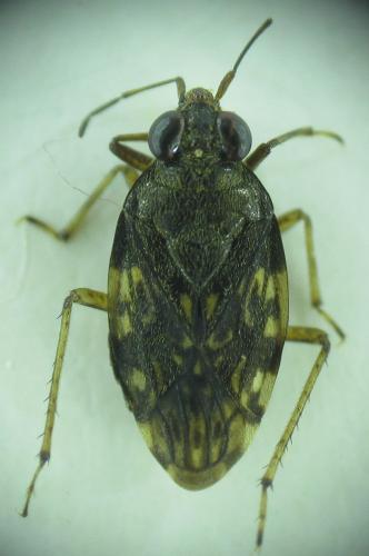 Saldula saltatoria