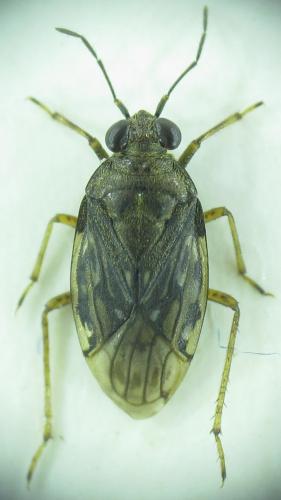Saldula saltatoria