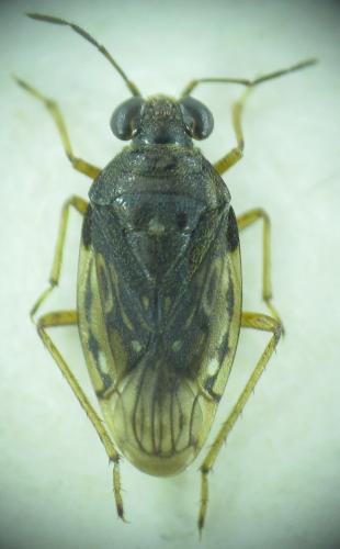 Saldula saltatoria