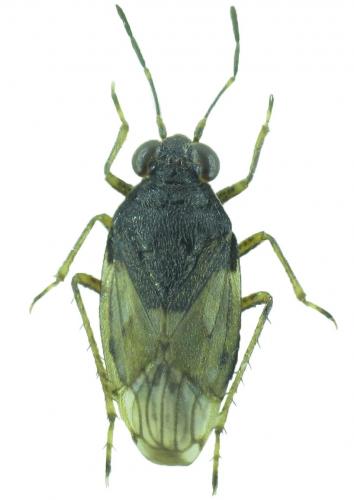 Saldula pilosella pilosella