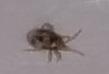 Réf. 153 468 : Ornithonyssus sp.