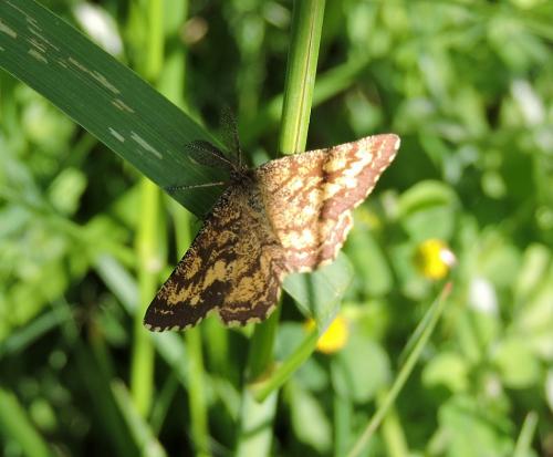 Réf. 153 458 : Ematurga atomaria