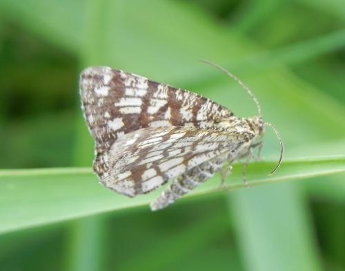 Chiasmia clathrata
