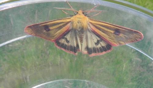 Réf. 153 501 : Diacrisia sannio