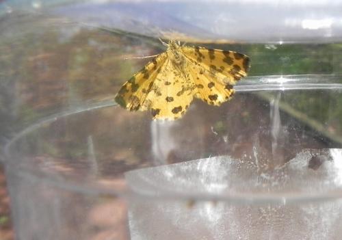 Réf. 153 505 : Pseudopanthera macularia