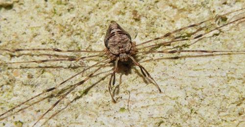 Dicranopalpus ramosus