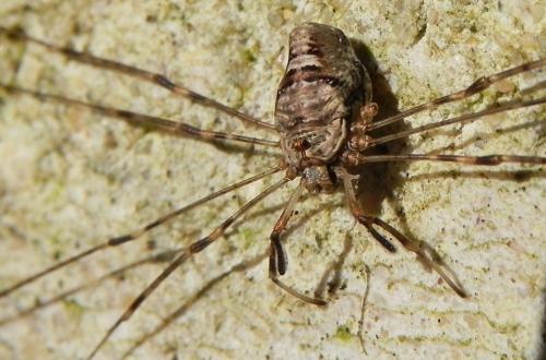 Réf. 153 569 : Dicranopalpus ramosus