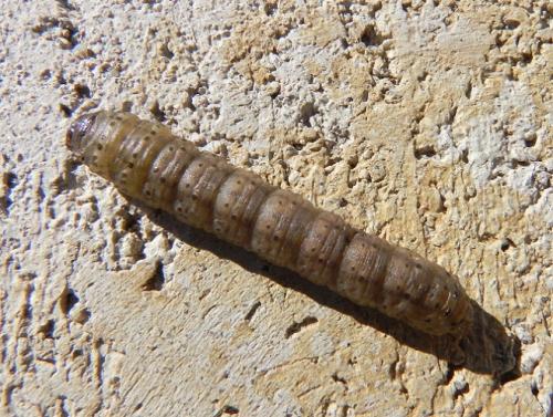 Agrotis sp.