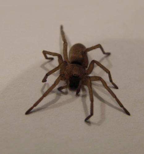 Drassodes sp.