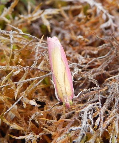 Oncocera semirubella