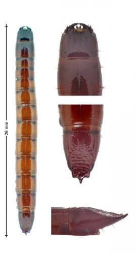 Melanotus sp.