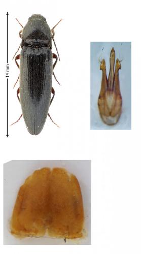 Réf. 153 643 : Melanotus villosus