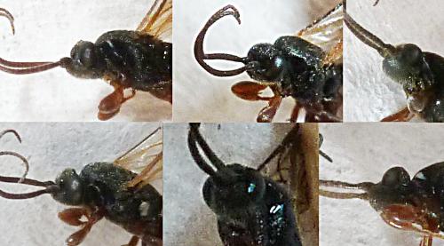 Hypsicera femoralis