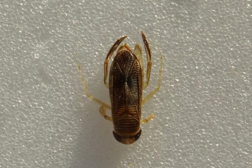 Sigara dorsalis