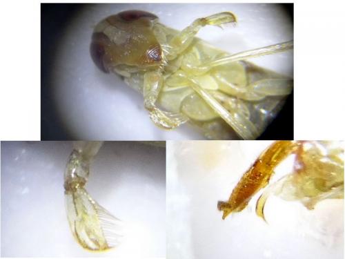 Sigara dorsalis