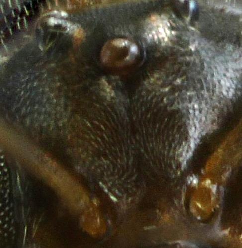 Réf. 153 590 : Lasius (alienus)