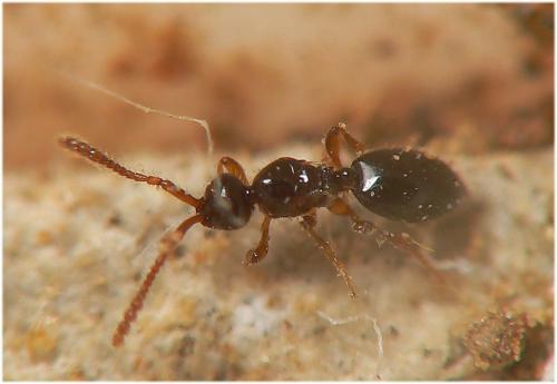 Lepidopria pedestris