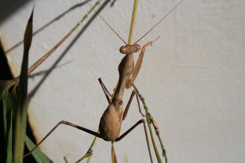 Hierodula trimacula