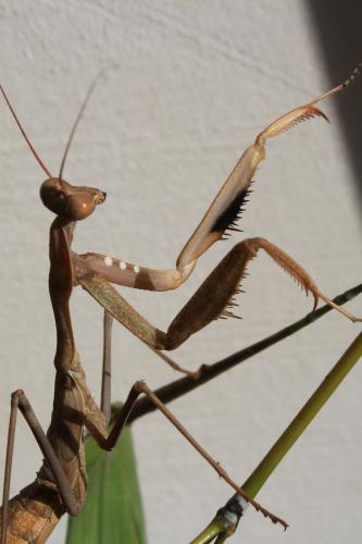 Hierodula trimacula