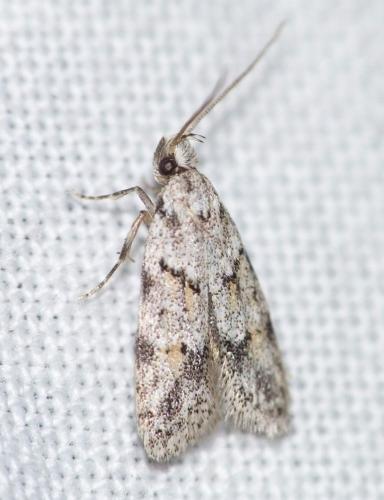 Réf. 153 403 : Symmoca signatella