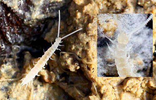 Réf. 153 426 : Scutigerella immaculata