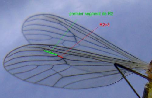 Trichocera major