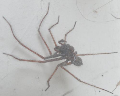 Eratigena atrica