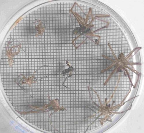 Eratigena atrica