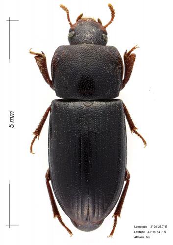 Réf. 153 291 : Phtora crenata