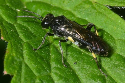 Réf. 153 776 : Macrophya ribis