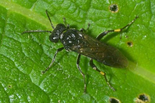 Macrophya ribis