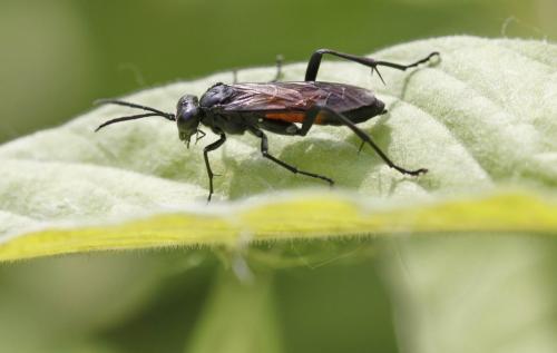 Réf. 153 672 : Macrophya annulata