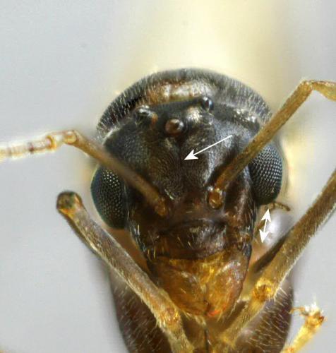 Réf. 153 589 : Lasius (alienus)
