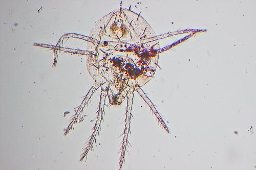 Eurytetranychus buxi