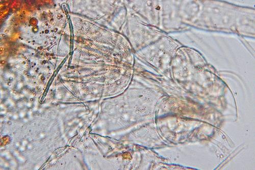 Eurytetranychus buxi
